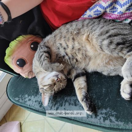 Photo 1/1 Freya Chat lost in Villbon sur yvette