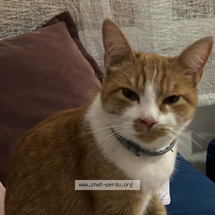 Photo 1/1 Abricot Chat lost in Talange