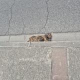 Picture of cat found at Blagnac