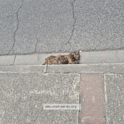 Photo 1/1 Found cat Found in Blagnac