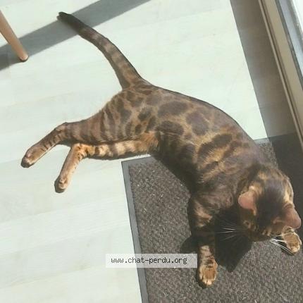 Photo 1/1 Tyra Chat lost in Port louis