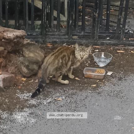 Photo 1/1 Found cat Found in Le quesnoy 59530