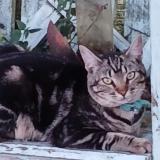 Picture of cat found at Arnaud Guilhem