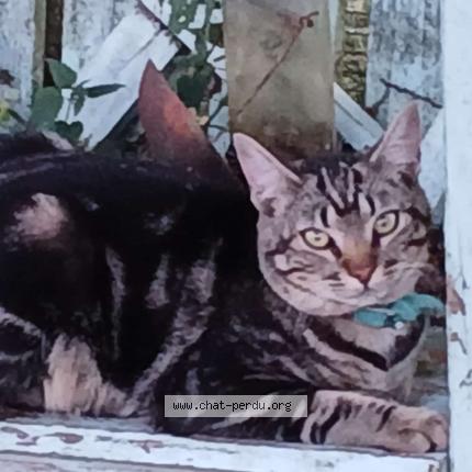 Photo 1/1 Found cat Found in Arnaud guilhem