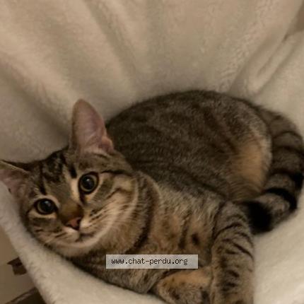 Photo 1/1 Guimauve Chat lost in Nancy