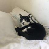 Picture of cat lost at Brive La Gaillarde