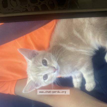 Photo 1/1 Dallas Chat lost in Saint ouen l aumone