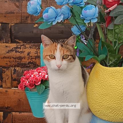 Photo 1/1 Caramelle Chat lost in Plerin