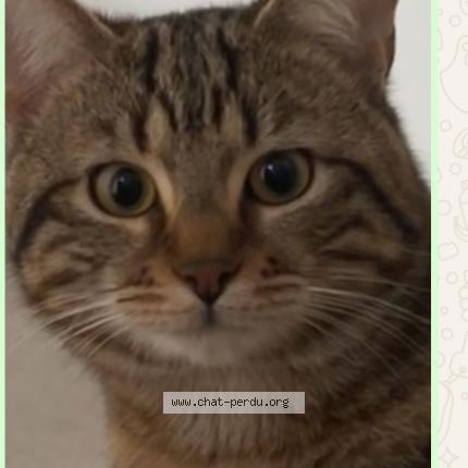 Photo 1/1 Hanin Chat lost in Saint etienne