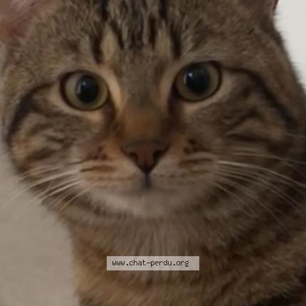 Photo 1/1 Hanine Chat lost in Saint etienne