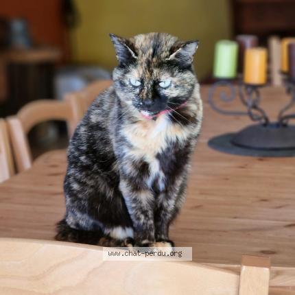 Photo 1/1 RUBY Chat lost in Lorgues