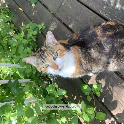 Photo 1/1 Mosaïque Chat lost in Neauphle le chateau