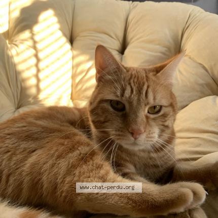 Photo 1/1 Buddy Chat lost in Messincourt