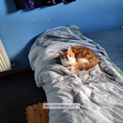 Photo 1/1 Pepita Chat lost in La meaugon