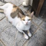 Picture of cat found at Le Blanc Mesnil