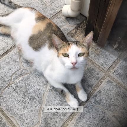 Photo 1/1 Found cat Found in Le blanc mesnil