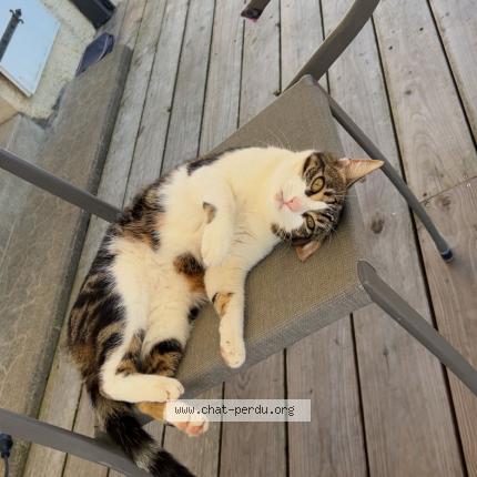 Photo 1/1 Yuma Chat lost in Mouchamps