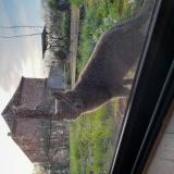 Picture of cat lost at Avesnes Sur Helpe