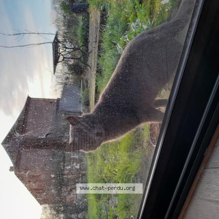 Photo 1/1 Grizouille Chat lost in Avesnes sur helpe