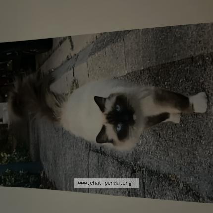 Photo 1/1 RAMSES Chat lost in Jarville la malgrange