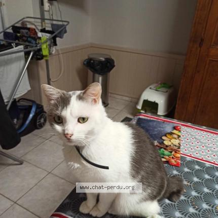 Photo 1/1 Dadou Chat lost in Vendrennes