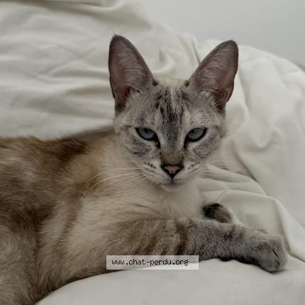 Photo 1/1 Hope Chat lost in Conflans sainte honorine