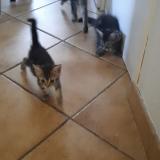 Picture of cat lost at Amilly