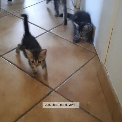Photo 1/1 Trois chatons Chat lost in Amilly