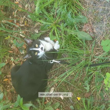 Photo 1/1 Fripouille Chat lost in Sermaise