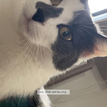 Photo 1/1 Joy Chat lost in Nomain