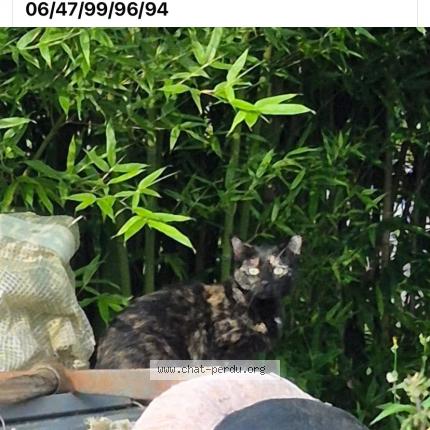 Photo 1/1 Saki Chat lost in Aux marais