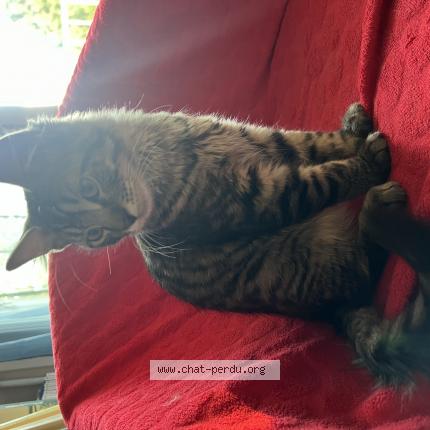 Photo 1/1 ORYS Chat lost in Cannes la bocca