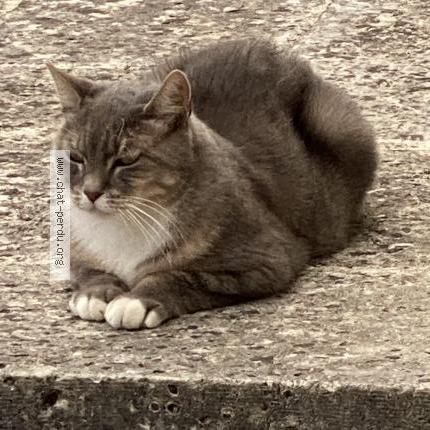 Photo 1/3 Tulsie Chat lost in Montlieu la garde la garde