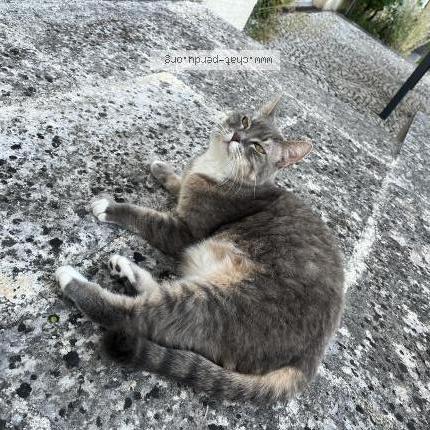 Photo 2/3 Tulsie Chat lost in Montlieu la garde la garde