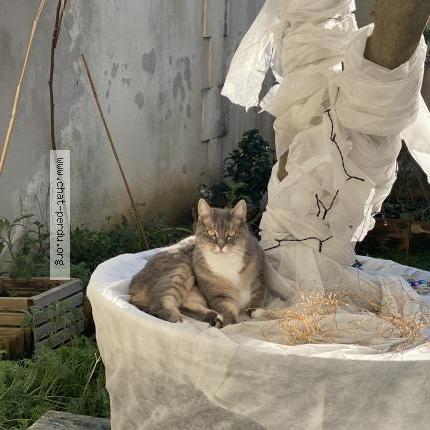 Photo 3/3 Tulsie Chat lost in Montlieu la garde la garde