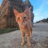 Picture of cat lost at Maucourt