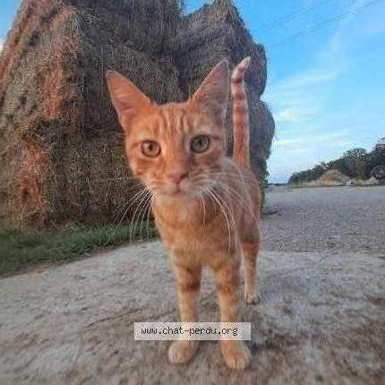 Photo 1/1 Picon Chat lost in Maucourt