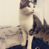 Picture of cat lost at Riaille
