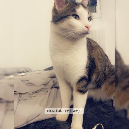 Photo 1/1 Tigrou Chat lost in Riaille