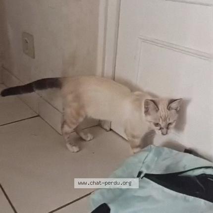 Photo 1/1 BELLY Chat lost in Lyon