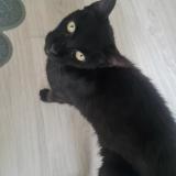 Picture of cat found at Pessac