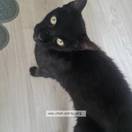 Photo 1/1 Found cat Found in Pessac