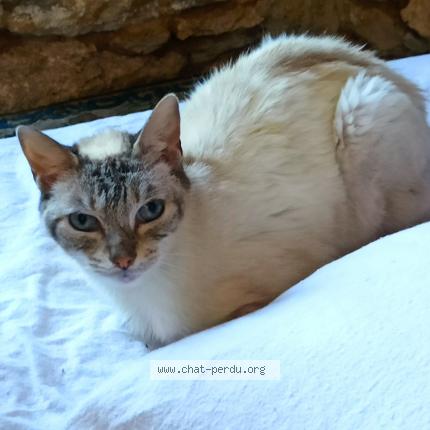 Photo 1/1 Found cat Found in Le lion d angers