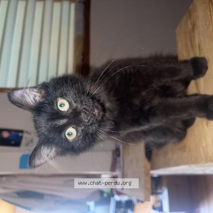 Photo 1/1 Wanda Chat lost in Bethune