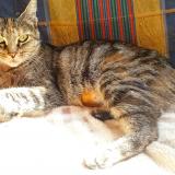 Picture of cat found at Challain La Potherie