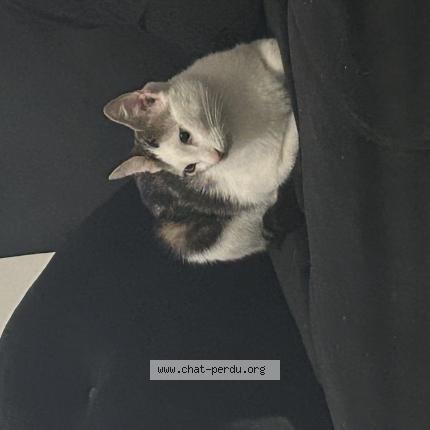 Photo 1/1 Gaga Chat lost in Paris