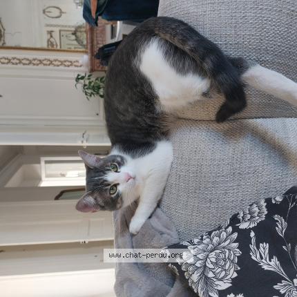 Photo 1/1 YOYO Chat lost in Fontainebleau