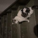 Picture of cat found at Issy Les Moulineaux