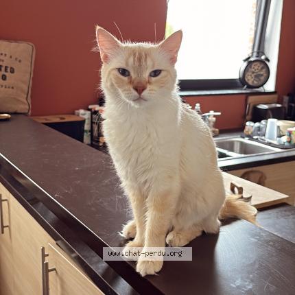 Foto 1/1 Kat teruggevonden Vermist in Silly Graty