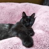 Picture of cat lost at Ereac